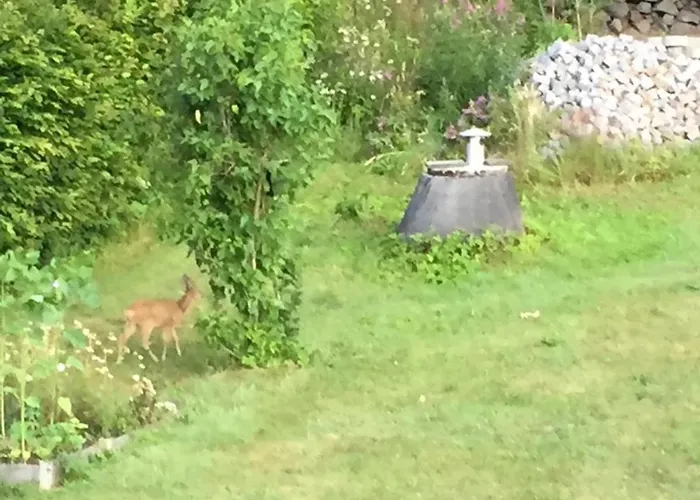 Uhlig * Altenberg (Osterzgebirge)